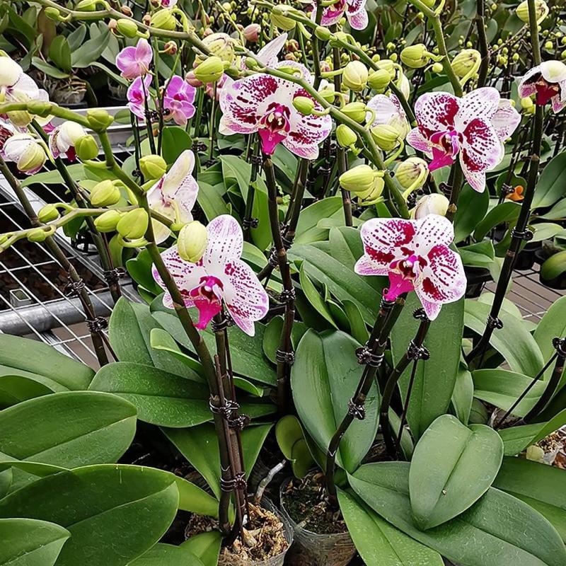 50Pcs Plant Fixed Clip Butterf - Home Security Tools のレビューと価格